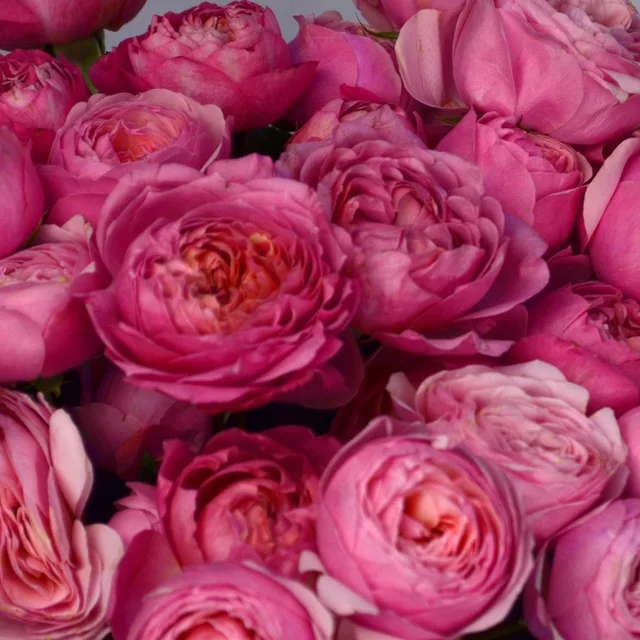 Букет из 15 кустовых пионовидных роз Juliet Cerise
