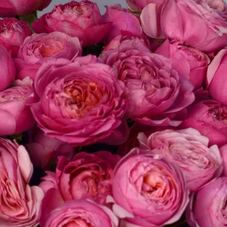 Букет из 15 кустовых пионовидных роз Juliet Cerise