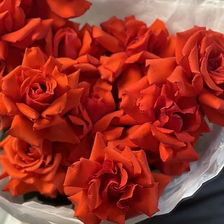 Букет из 11 французских роз Nina