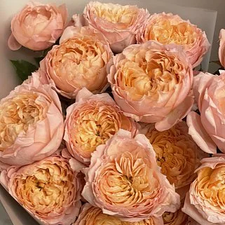 Букет из 5 кустовых пионовидных роз Juliet