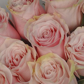 Букет из 11 роз Pink Mondial 50см