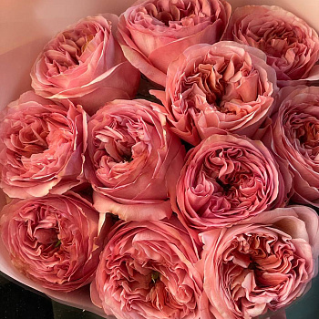 Букет пионовидных роз Pink Expression S